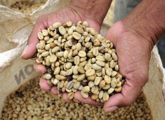 Cetcaf lança cartilha com cálculo para custo de produção de café
