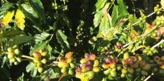 Escaldadura em cafeeiros ocorre em larga escala neste ano