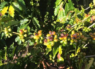 Escaldadura em cafeeiros ocorre em larga escala neste ano