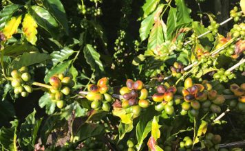 Escaldadura em cafeeiros ocorre em larga escala neste ano