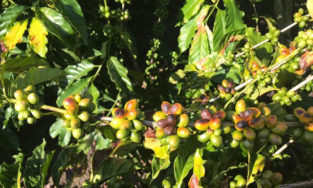 Escaldadura em cafeeiros ocorre em larga escala neste ano
