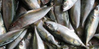 Pescado produzido no Estado poderá ser comercializado em todo o Brasil