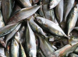 Pescado produzido no Estado poderá ser comercializado em todo o Brasil