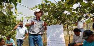 Marechal Floriano discute melhores técnicas de cultivo e processamento de uvas para vinho e suco