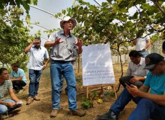 Marechal Floriano discute melhores técnicas de cultivo e processamento de uvas para vinho e suco