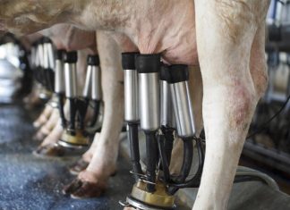 Frente Parlamentar da Agropecuária reage contra queda de antidumping do leite