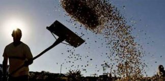 Mesmo com gargalos, Brasil exporta 3,6 milhões de sacas de café em fevereiro; canéfora cresce mais de 500%