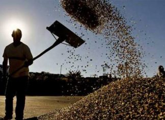 Mesmo com gargalos, Brasil exporta 3,6 milhões de sacas de café em fevereiro; canéfora cresce mais de 500%
