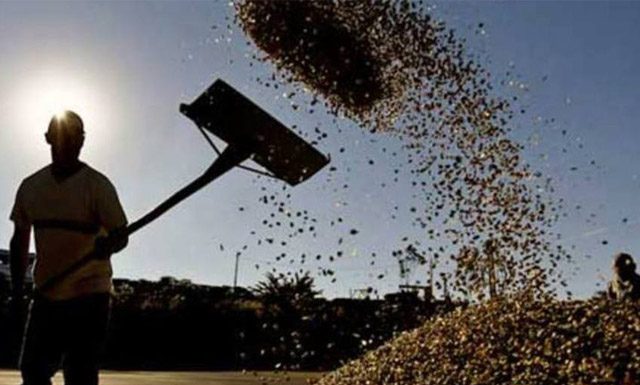 Mesmo com gargalos, Brasil exporta 3,6 milhões de sacas de café em fevereiro; canéfora cresce mais de 500%