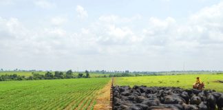 Valor Bruto da Produção Agropecuária de 2023 é atualizado em R$ 1,135 trilhão