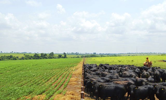 Ministério da Agricultura eleva estimativa de VBP 2021 a recorde de R$1,076 tri