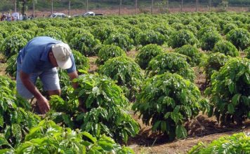 Fundação Renova reabre editais de assistência técnica a produtores rurais