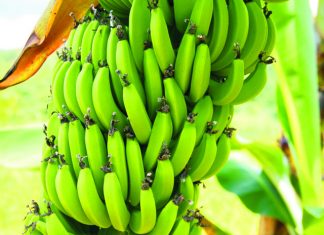 Exportações de banana encerram 1º semestre positivas