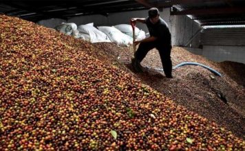 Faturamento bruto da cafeicultura do ES foi estimado em R$ 14 bilhões; 22,5% do total das lavouras