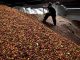 IBGE prevê produção brasileira de café em 46 milhões de sacas na safra 2021/2022
