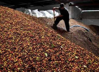 Exportações capixabas de café sofrem queda em julho