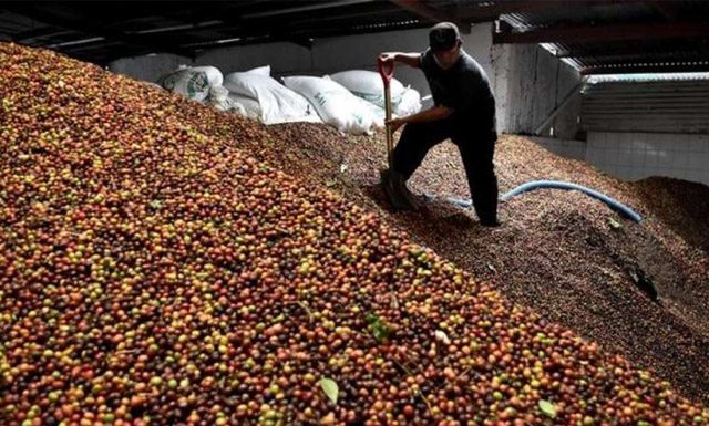 Exportações capixabas de café sofrem queda em julho