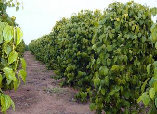 Cultivo de pimenta-do-reino cresce no Brasil