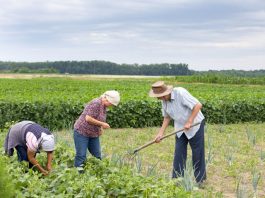 Agricultores familiares terão desconto de até 69% em financiamento pelo Pronaf
