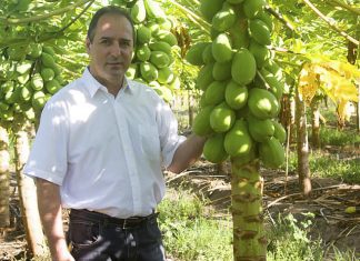 José Roberto Macedo Fontes – Diretor executivo da Brapex