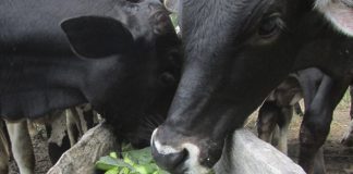 Divulgado zoneamento agrícola da palma forrageira para Nordeste, MG e ES