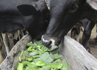 Divulgado zoneamento agrícola da palma forrageira para Nordeste, MG e ES