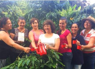 Cooperativa investe em café de alta qualidade produzido exclusivamente por mulheres