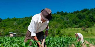 População ocupada no agro soma 28 mi, o maior número para um 1º tri desde 2012