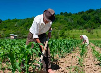 População ocupada no agro soma 28 mi, o maior número para um 1º tri desde 2012