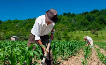 Norma sobre trabalho rural é revisada e simplificada
