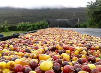 Pesquisa demonstra Viabilidade Técnica e Econômica do Armazenamento Refrigerado de Cafés Especiais