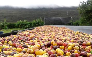 Produção dos Cafés do Brasil cresce 56% em volume e apenas 34% em faturamento bruto nos últimos 10 anos