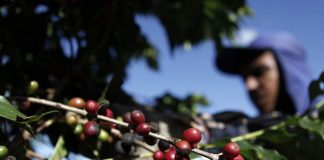 Clima preocupa produtores em relação a qualidade da próxima safra