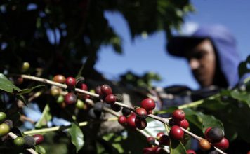 Clima preocupa produtores em relação a qualidade da próxima safra