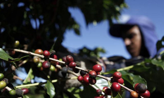 Clima preocupa produtores em relação a qualidade da próxima safra