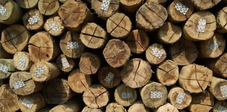 Últimos dias para renovação de registro florestal