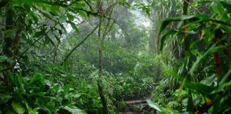 Suzano mantém o equivalente a quase 270 mil campos de futebol em áreas de vegetação nativa no ES e BA