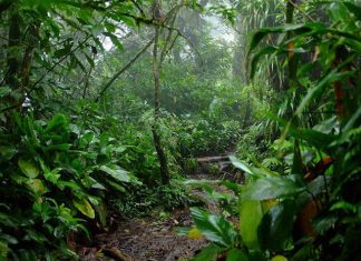 Suzano mantém o equivalente a quase 270 mil campos de futebol em áreas de vegetação nativa no ES e BA