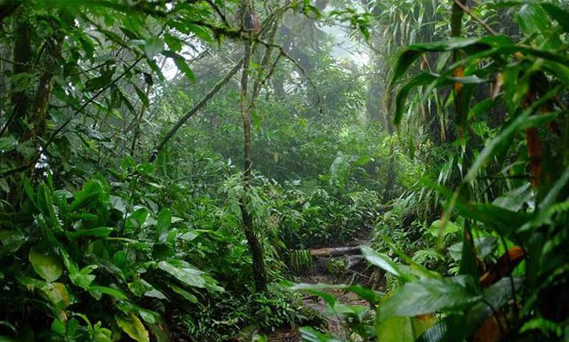 Suzano e Conservação Internacional se unem para promover a restauração e conservação de biomas brasileiros
