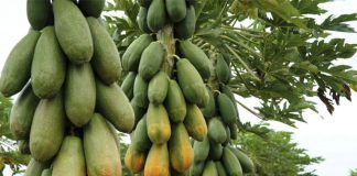 Com o encerramento da colheita de roças velhas, preço do mamão formosa aumenta