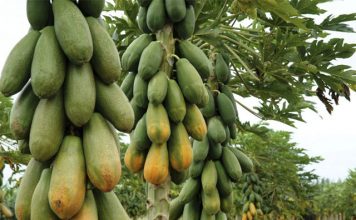 Disponibilidade alta de mamão formosa pressiona cotações, segundo Cepea