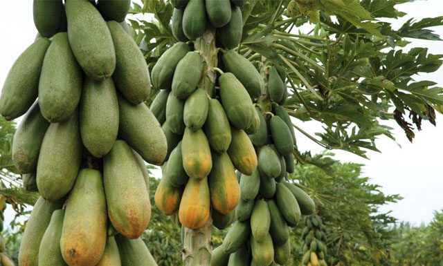 Calor antecipa maturação do mamão formosa