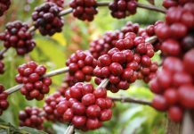 Volcafe prevê safra de café do Brasil 2019-2020 em 55,4 milhões de sacas