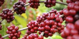 Volcafe prevê safra de café do Brasil 2019-2020 em 55,4 milhões de sacas