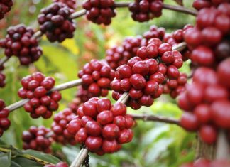 Volcafe prevê safra de café do Brasil 2019-2020 em 55,4 milhões de sacas