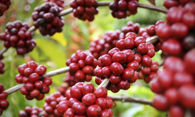 Volcafe prevê safra de café do Brasil 2019-2020 em 55,4 milhões de sacas