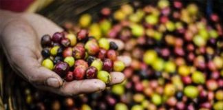 Catálogo reúne informações sobre cultivares de café arábica registradas no RNC