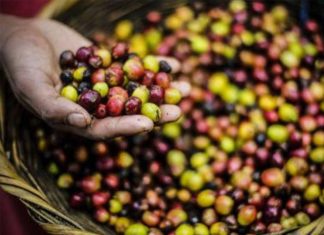 Embrapa Café lança publicação sobre métodos de seleção genética no melhoramento do cafeeiro arábica