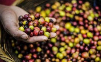 Produtores de café arábica veem atrasos e possíveis perdas devido ao coronavírus