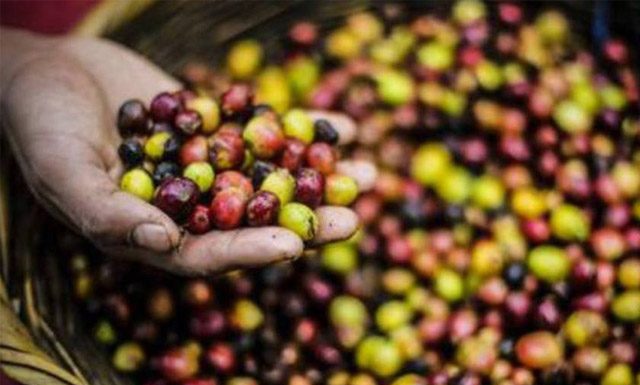 Exportações de café do Vietnã em outubro caíram 1,1% no mês